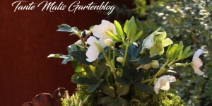Beitragsbild des Blogbeitrags Garten Spaß Gewinnspiel