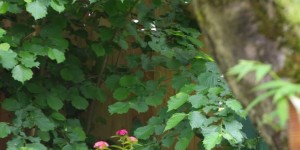 Beitragsbild des Blogbeitrags Die Kompostecke wird zum Arbeitsplatz
