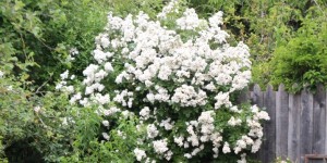 Beitragsbild des Blogbeitrags Sustainable Gardening: Heukugeln und Wasserspender