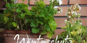 Beitragsbild des Blogbeitrags Gartentipps - Attraktiver Winterschutz 