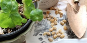 Beitragsbild des Blogbeitrags Vom Säen und Lesen - Pflanzenanzucht und ein Buch 
