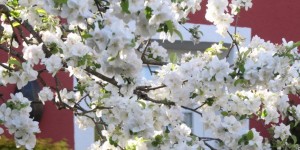 Beitragsbild des Blogbeitrags Blumenfest und ein Ginko im Wintergarten