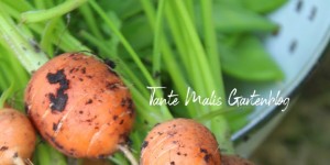 Beitragsbild des Blogbeitrags Gesundheit aus dem Garten
