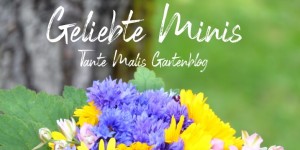 Beitragsbild des Blogbeitrags Geliebte Ministräuße