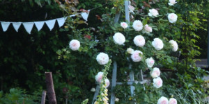 Beitragsbild des Blogbeitrags Mein Sommergarten: Chaos und Form