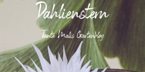 Beitragsbild des Blogbeitrags Eine Hommage: Dahlien-Stern-DIY