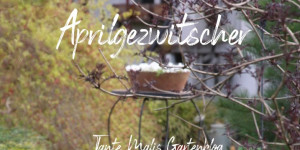 Beitragsbild des Blogbeitrags Aprilgezwitscher -