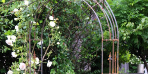 Beitragsbild des Blogbeitrags Rosenkavaliere