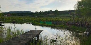 Beitragsbild des Blogbeitrags Weinfrühling im Traisental, Kamptal und Kremstal 