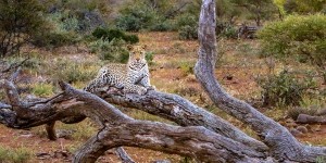 Beitragsbild des Blogbeitrags Kruger-Nationalpark