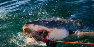 Beitragsbild des Blogbeitrags Südafrika, Garden Route: Von Plettenberg Bay nach Mossel Bay (schnorcheln mit weißen Haien)