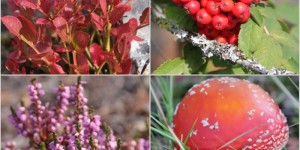Beitragsbild des Blogbeitrags Mellan sommar och höst – Zwischen Sommer und Herbst