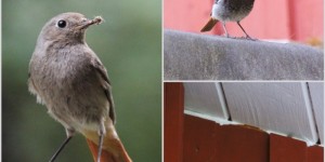 Beitragsbild des Blogbeitrags Vårkänsla – Frühlingsgefühl
