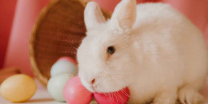 Beitragsbild des Blogbeitrags …warum gibt es zu Ostern eigentlich bunte Eier – und warum bringt die eigentlich der Osterhase?