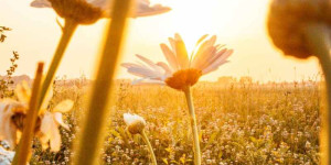 Beitragsbild des Blogbeitrags Eine tierische Überraschung – Eine Sommer-Vorlesegeschichte