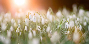 Beitragsbild des Blogbeitrags Ich fühl‘ den Frühling – Eine Vorlesegeschichte