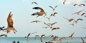 Beitragsbild des Blogbeitrags Die Möwe Jonathan