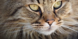 Beitragsbild des Blogbeitrags Lebens-Ansichten des Katers Murr 
