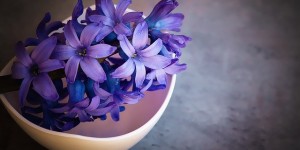 Beitragsbild des Blogbeitrags Hyazinthen