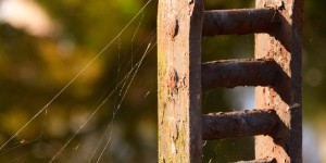 Beitragsbild des Blogbeitrags Altweibersommer
