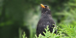 Beitragsbild des Blogbeitrags Olivier Messiaen – eine Amsel für den Flötisten