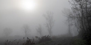 Beitragsbild des Blogbeitrags Der Erlkönig – ein Einblick