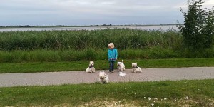 Beitragsbild des Blogbeitrags Kinderfüße und Hundepfoten – unser Leben mit dem Hunderudel 
