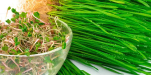 Beitragsbild des Blogbeitrags 8 Highly Recommended Wheat Germ Substitutes 