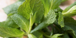 Beitragsbild des Blogbeitrags Need a Mint Substitute? Here are the 8 Best Replacements