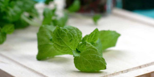 Beitragsbild des Blogbeitrags The 10 Best Oregano Substitute Herbs and Spices