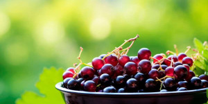 Beitragsbild des Blogbeitrags Currant Substitute: Perfect Swaps & Delicious Alternatives
