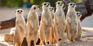 Beitragsbild des Blogbeitrags Von Erdmännchen und anderen BibliotheksbesucherInnen
