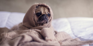 Beitragsbild des Blogbeitrags Frühlingsgefühle oder nur Magen-Darm-Grippe?