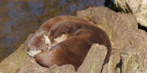 Beitragsbild des Blogbeitrags Youre my otter half 