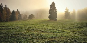 Beitragsbild des Blogbeitrags Worte der Weisheit#356