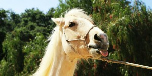 Beitragsbild des Blogbeitrags Worte der Weisheit#388