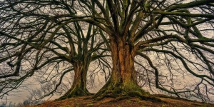 Beitragsbild des Blogbeitrags Worte der Weisheit#439 