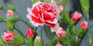 Beitragsbild des Blogbeitrags Worte der Weisheit#444 