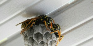 Beitragsbild des Blogbeitrags Wenn Wespen sich ein Nest bauen!  