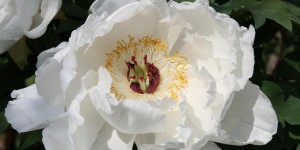 Beitragsbild des Blogbeitrags Worte der Weisheit#466