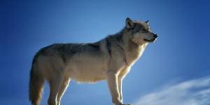 Beitragsbild des Blogbeitrags Der Wolf ist zurück!