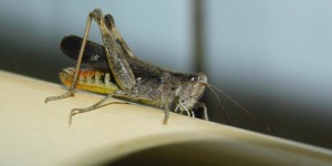 Beitragsbild des Blogbeitrags Wenn es im Badezimmer zirrrrpt!
