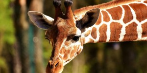 Beitragsbild des Blogbeitrags Faktencheck#21