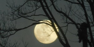 Beitragsbild des Blogbeitrags Selene – Die Mondgöttin