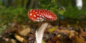 Beitragsbild des Blogbeitrags Worte der Weisheit#644