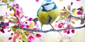Beitragsbild des Blogbeitrags Frühlingszeit