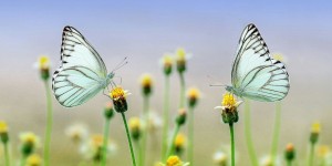 Beitragsbild des Blogbeitrags Worte der Weisheit#671
