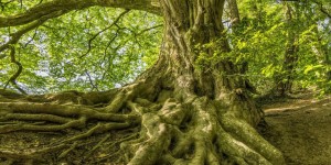 Beitragsbild des Blogbeitrags Standhaft wie ein Baum 