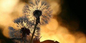 Beitragsbild des Blogbeitrags Worte der Weisheit#718