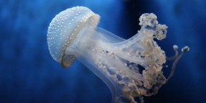 Beitragsbild des Blogbeitrags Faktencheck#91